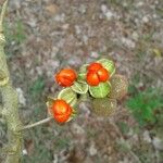 Celastrus paniculatus Flor