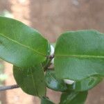 Chiococca alba Yaprak