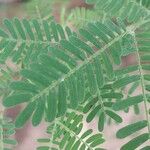 Vachellia nilotica Leaf