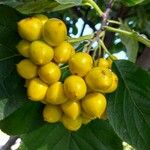 Ehretia macrophylla Fruit