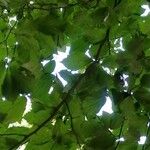 Parrotia subaequalis Leaf