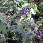 Solanum elaeagnifolium Fiore