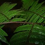 Cyathea surinamensis Лист