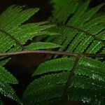 Cyathea surinamensis 叶