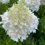 Hydrangea paniculataКвітка