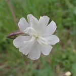 Silene latifolia Flors