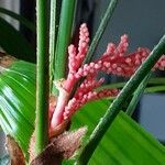 Rhapis excelsa Lorea