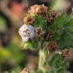 Phacelia ramosissima Кветка