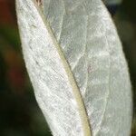 Salix repens Blatt