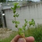 Alchemilla arvensis Лист