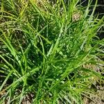 Carex muskingumensis Habit