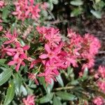 Ceratopetalum gummiferum Fruto