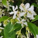 Trachelospermum jasminoides Кветка