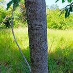 Albizia lebbeck 樹皮