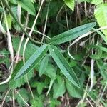 Trifolium alpestre Foglia