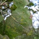 Populus × canescens Deilen