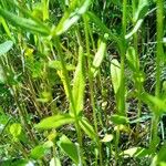 Valeriana eriocarpa Leaf