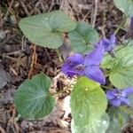Viola odorata Flor