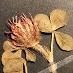 Trifolium hirtum Cvet