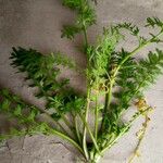 Lepidium didymum Feuille