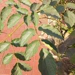 Oroxylum indicum Leaf