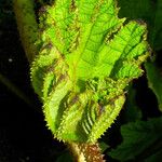 Gunnera tinctoria Blad