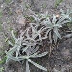 Phlomis lychnitis Blad