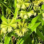 Dactyloctenium radulans Flor