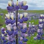 Lupinus nootkatensis 葉