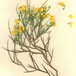 Genista salzmannii Altres