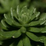 Sedum tuberosum 葉
