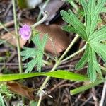 Geranium solanderi Fulla