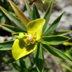 Euphorbia dendroides Flower