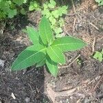 Asclepias purpurascens Leaf