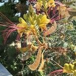 Erythrostemon gilliesii फूल