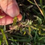 Cycnium tubulosum Leaf
