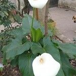 Zantedeschia aethiopicaFiore