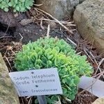 Hylotelephium telephium Libunga