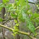 Acer davidii Leaf