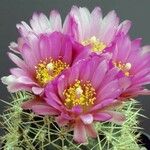 Sclerocactus wetlandicus