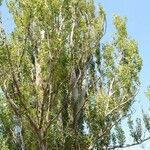 Populus alba عادت داشتن