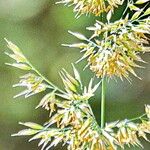 Calamagrostis arundinacea 花