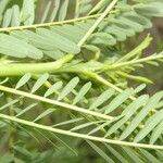 Sesbania herbacea Leaf