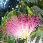 Albizia julibrissinBlodyn