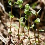 Radiola linoides Vivejo