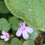 Cymbalaria aequitriloba Λουλούδι