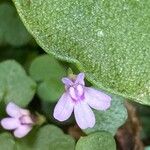 Cymbalaria aequitriloba Blodyn