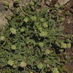 Phacelia leptosepala 整株植物