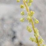 Reseda stricta Flower