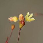 Eriogonum thomasii Květ